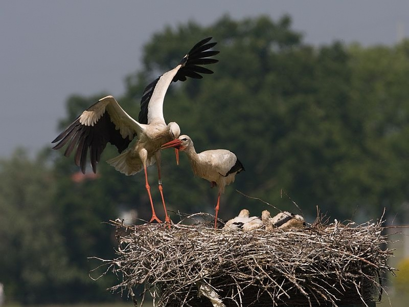 Ciconia ciconia White Stork Ooievaar